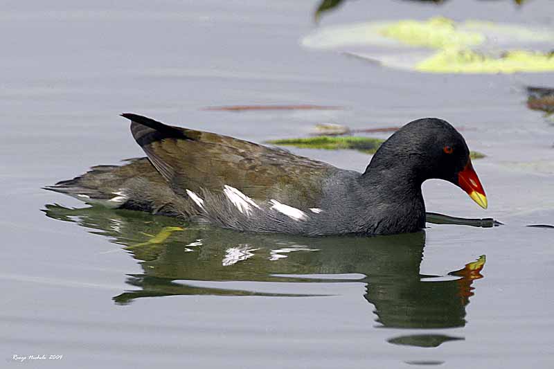 Gallinella d''acqua - Gallinula chloropus